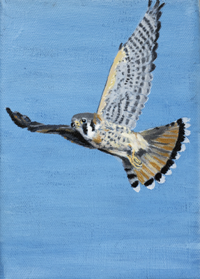 kestrel